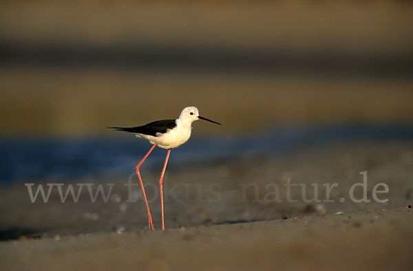 Stelzenläufer (Himantopus himantopus)