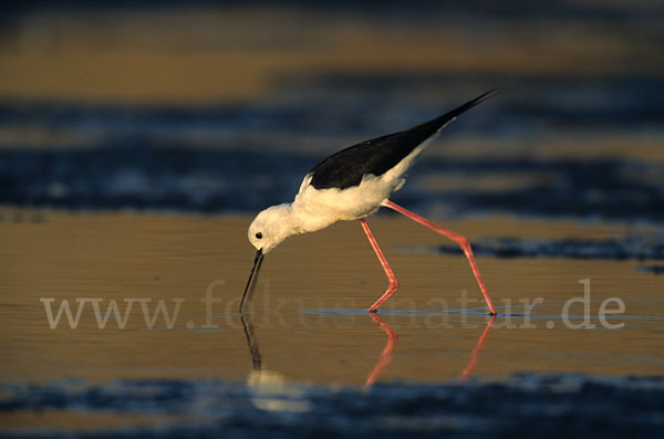 Stelzenläufer (Himantopus himantopus)