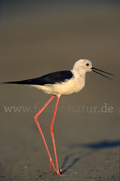 Stelzenläufer (Himantopus himantopus)