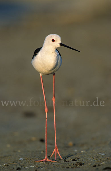 Stelzenläufer (Himantopus himantopus)