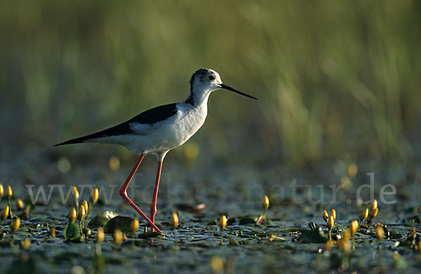 Stelzenläufer (Himantopus himantopus)