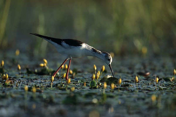 Stelzenläufer (Himantopus himantopus)