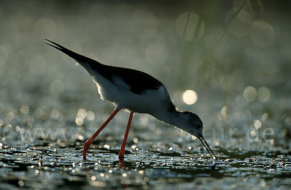 Stelzenläufer (Himantopus himantopus)