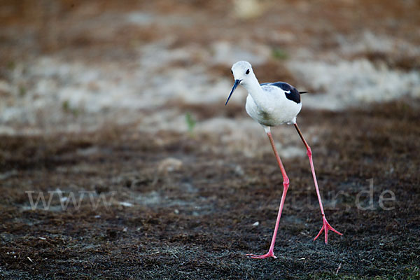 Stelzenläufer (Himantopus himantopus)