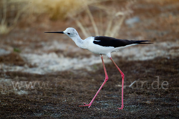 Stelzenläufer (Himantopus himantopus)