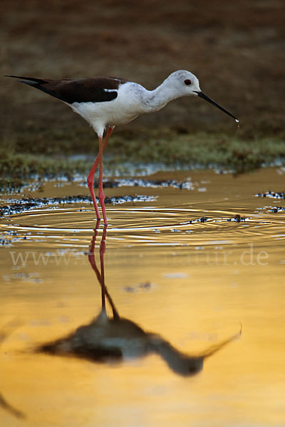 Stelzenläufer (Himantopus himantopus)