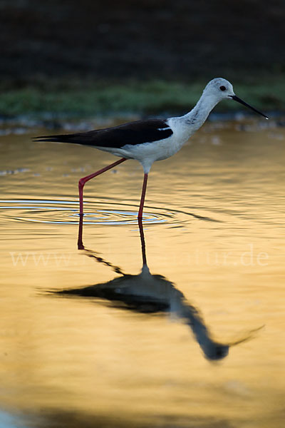 Stelzenläufer (Himantopus himantopus)