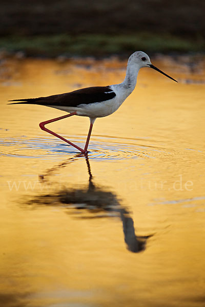 Stelzenläufer (Himantopus himantopus)