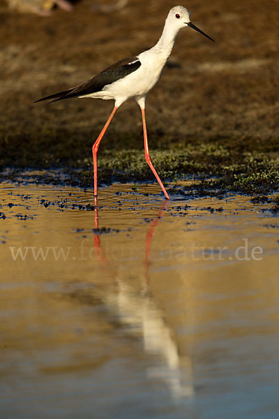 Stelzenläufer (Himantopus himantopus)