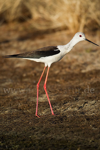 Stelzenläufer (Himantopus himantopus)