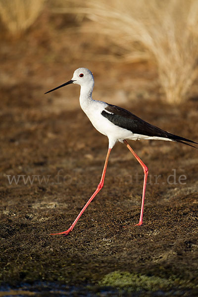 Stelzenläufer (Himantopus himantopus)