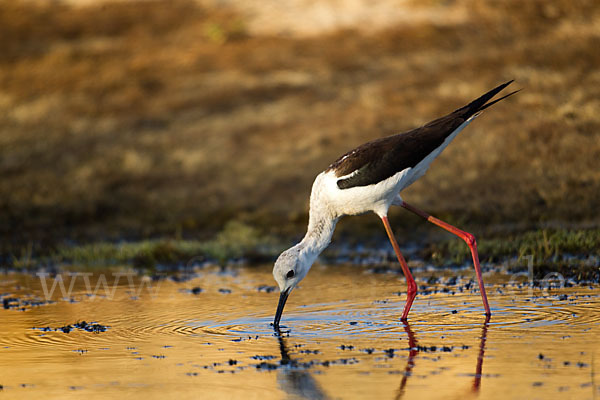 Stelzenläufer (Himantopus himantopus)