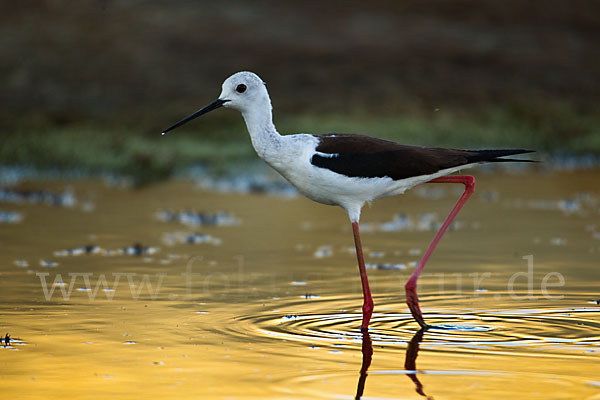 Stelzenläufer (Himantopus himantopus)