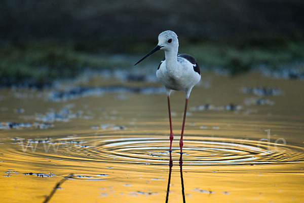 Stelzenläufer (Himantopus himantopus)