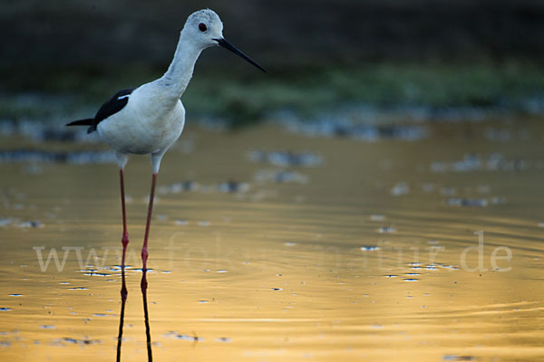 Stelzenläufer (Himantopus himantopus)