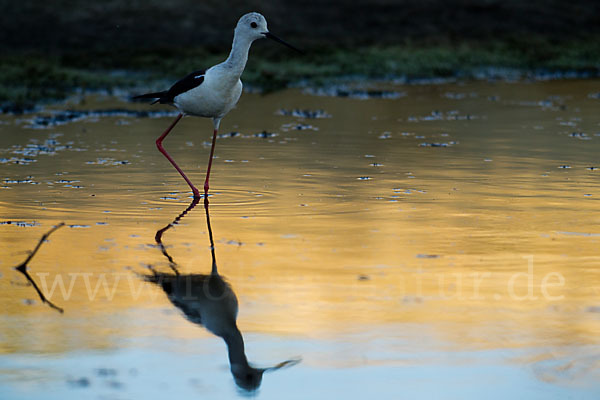 Stelzenläufer (Himantopus himantopus)