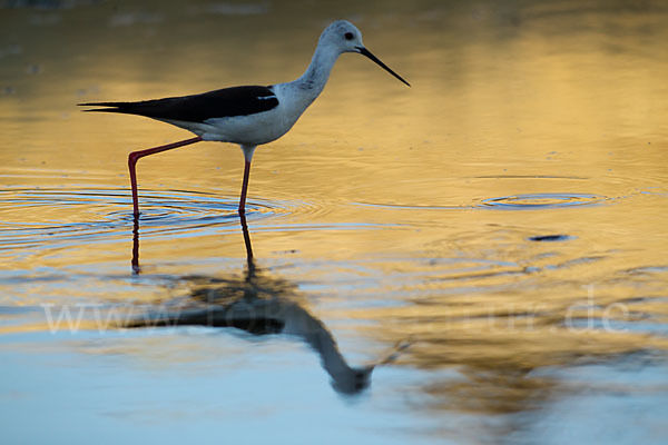 Stelzenläufer (Himantopus himantopus)