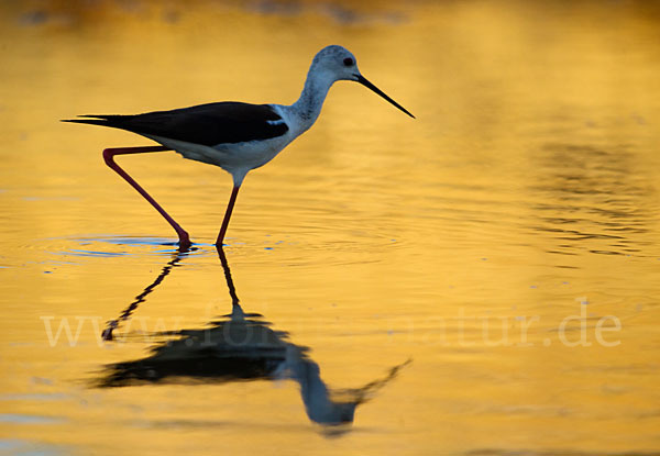 Stelzenläufer (Himantopus himantopus)