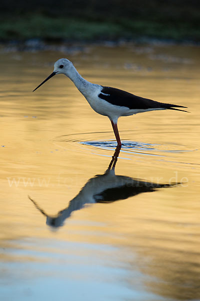 Stelzenläufer (Himantopus himantopus)