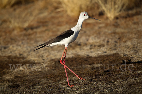 Stelzenläufer (Himantopus himantopus)