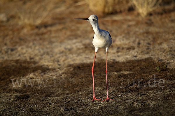 Stelzenläufer (Himantopus himantopus)