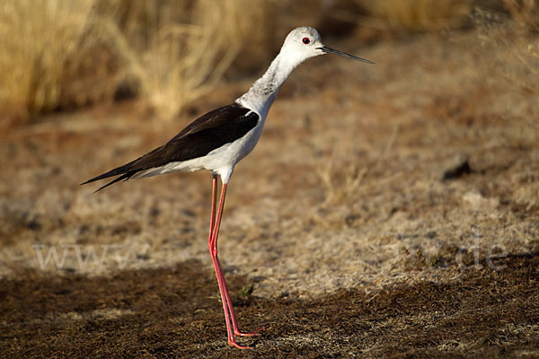 Stelzenläufer (Himantopus himantopus)