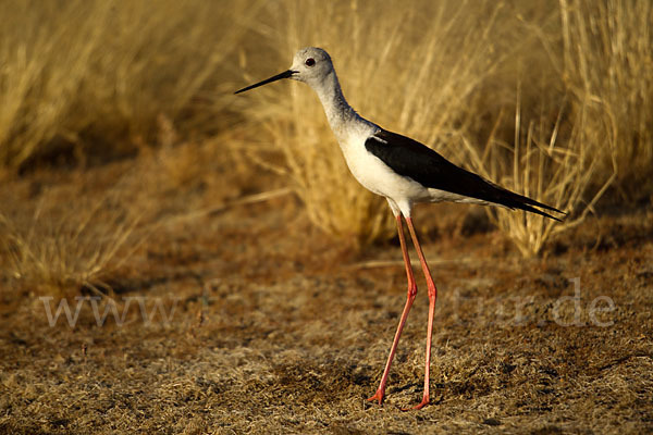 Stelzenläufer (Himantopus himantopus)