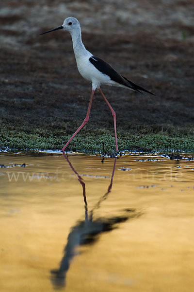 Stelzenläufer (Himantopus himantopus)