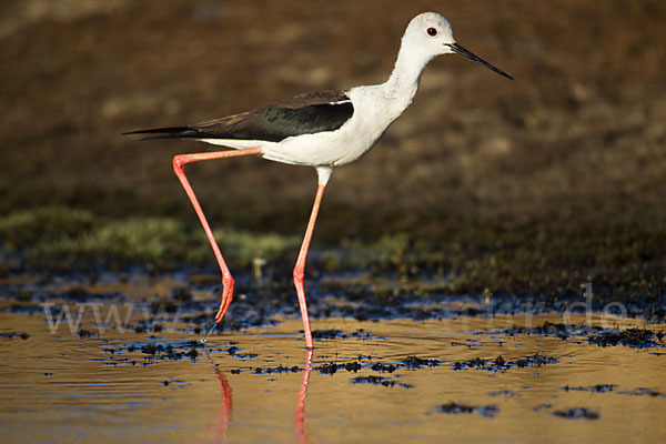 Stelzenläufer (Himantopus himantopus)