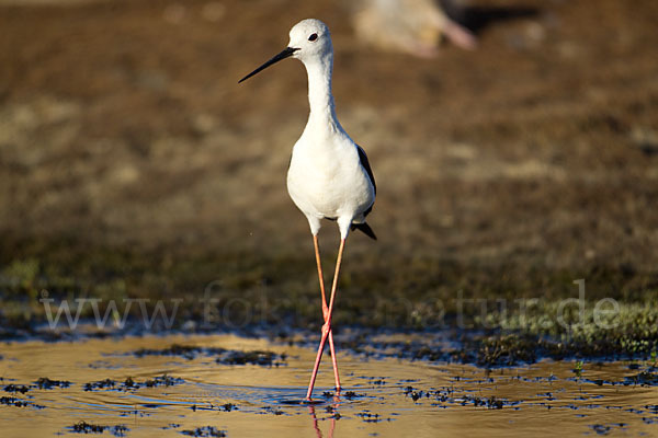 Stelzenläufer (Himantopus himantopus)