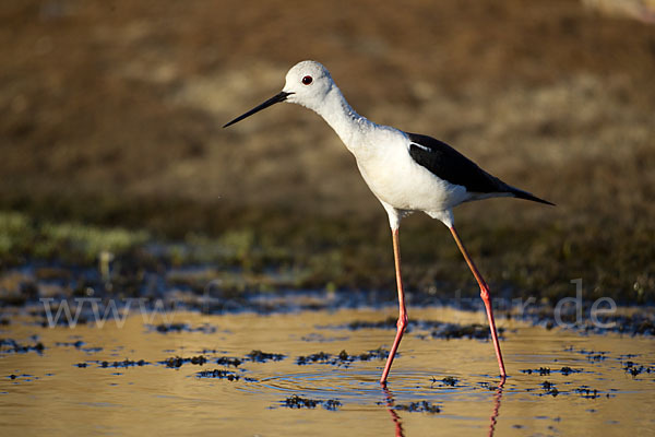 Stelzenläufer (Himantopus himantopus)