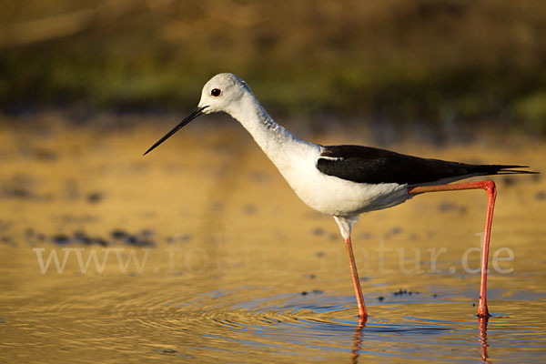 Stelzenläufer (Himantopus himantopus)