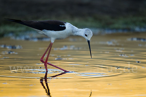 Stelzenläufer (Himantopus himantopus)