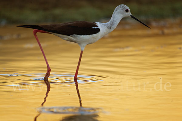 Stelzenläufer (Himantopus himantopus)