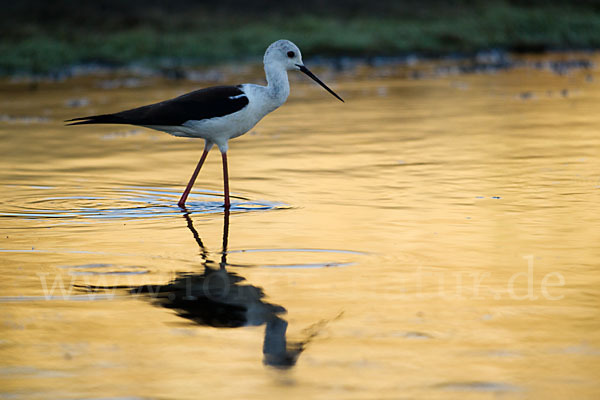 Stelzenläufer (Himantopus himantopus)