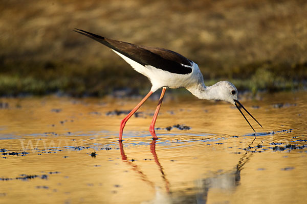 Stelzenläufer (Himantopus himantopus)