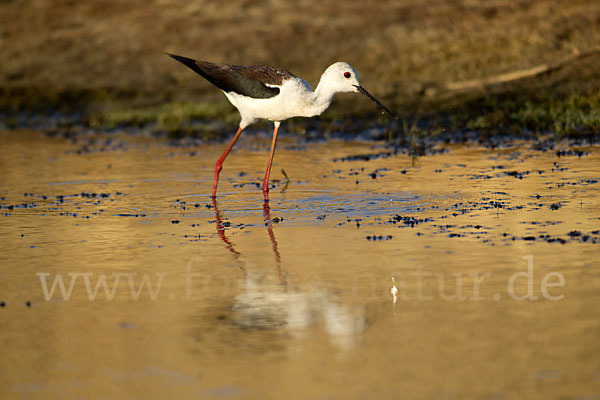 Stelzenläufer (Himantopus himantopus)