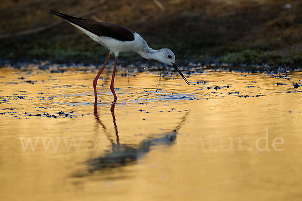 Stelzenläufer (Himantopus himantopus)