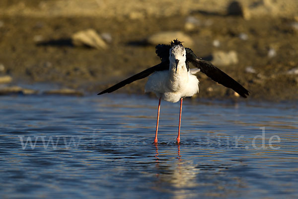 Stelzenläufer (Himantopus himantopus)