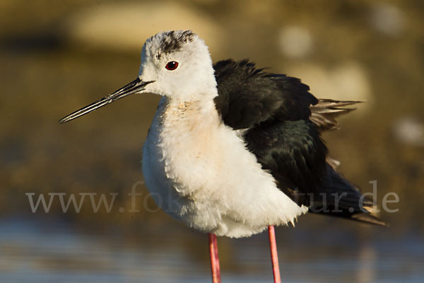 Stelzenläufer (Himantopus himantopus)