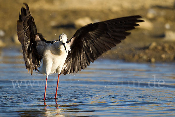 Stelzenläufer (Himantopus himantopus)