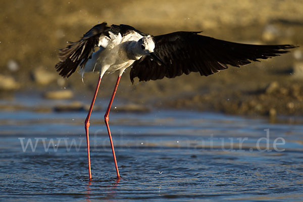 Stelzenläufer (Himantopus himantopus)