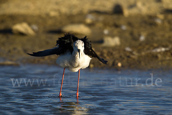 Stelzenläufer (Himantopus himantopus)