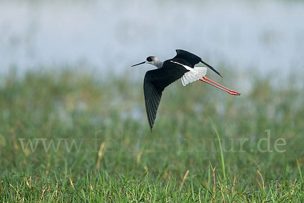 Stelzenläufer (Himantopus himantopus)