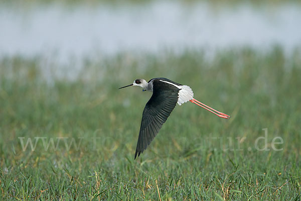 Stelzenläufer (Himantopus himantopus)