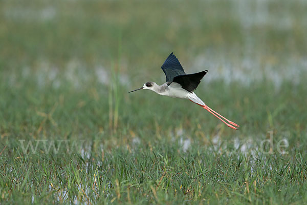 Stelzenläufer (Himantopus himantopus)