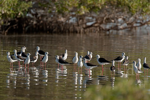 Stelzenläufer (Himantopus himantopus)