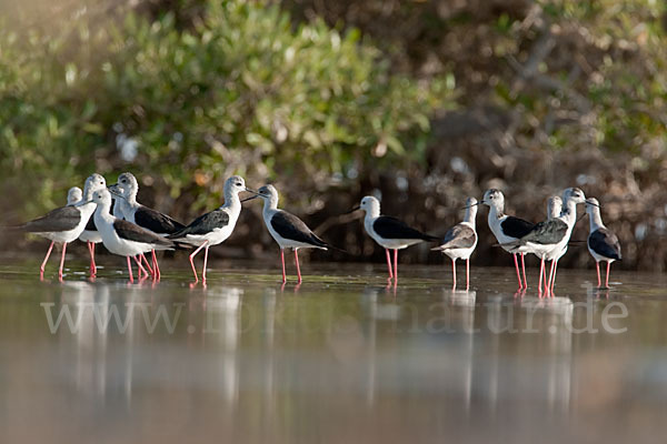 Stelzenläufer (Himantopus himantopus)