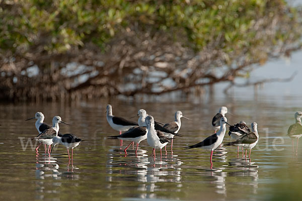 Stelzenläufer (Himantopus himantopus)