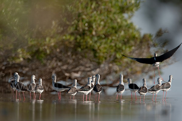 Stelzenläufer (Himantopus himantopus)